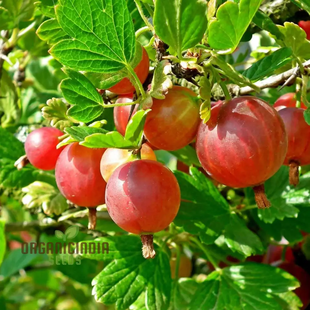 Red Pixwell Gooseberry Fruit Seeds for Planting