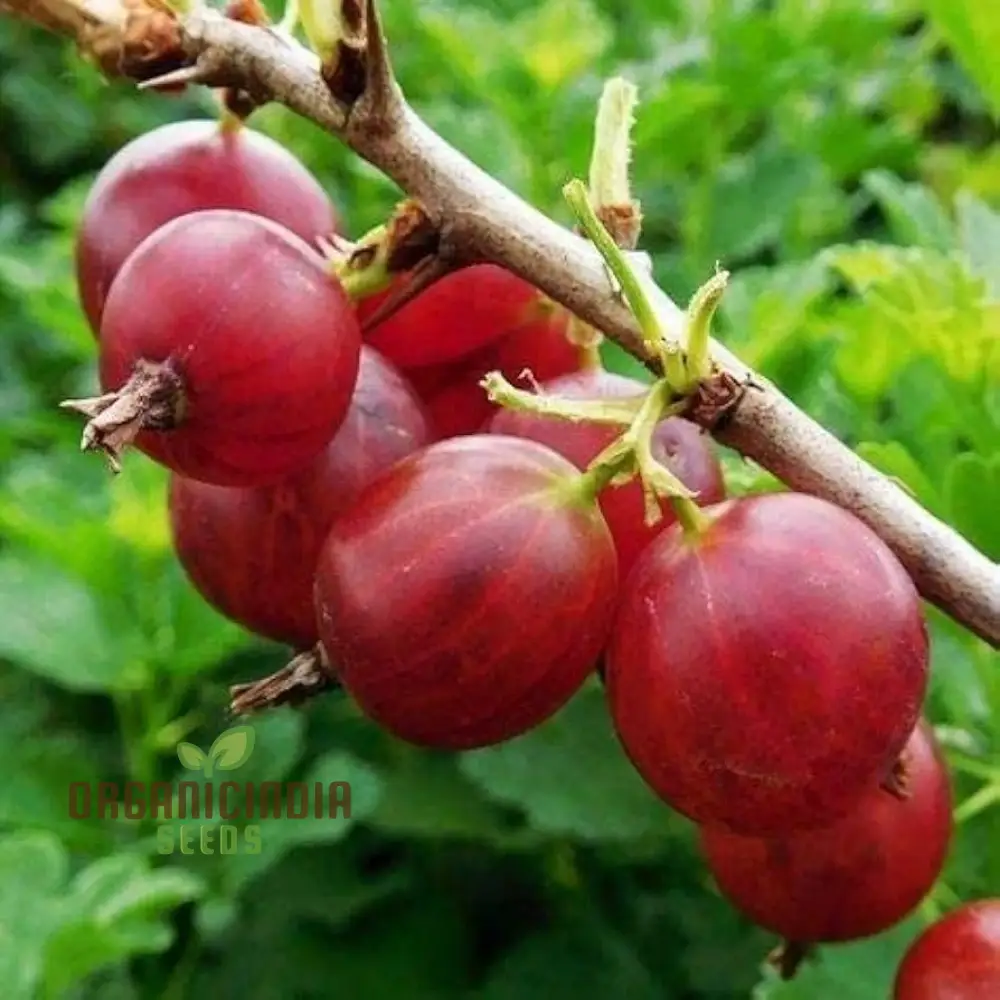 Red Pixwell Gooseberry Fruit Seeds for Planting - Image 3