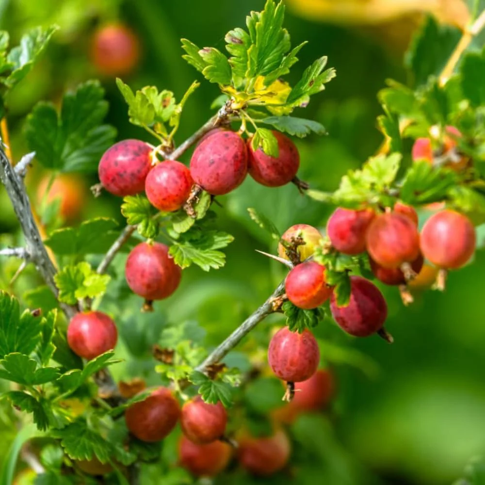 Red Pixwell Gooseberry Fruit Seeds for Planting - Image 4