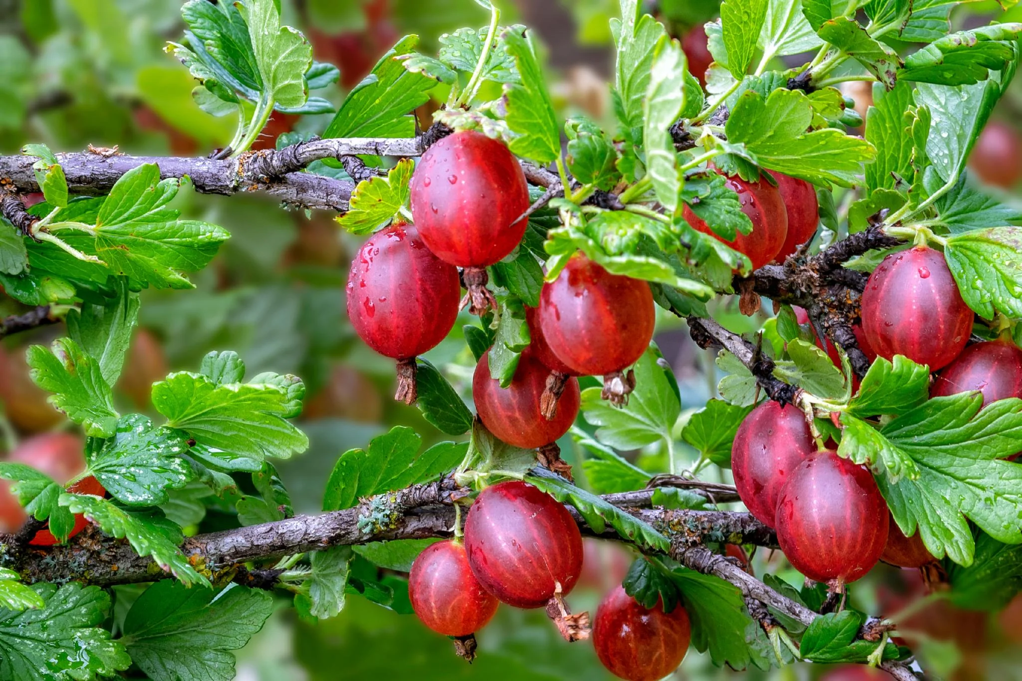 Red Pixwell Gooseberry Fruit Seeds for Planting - Image 5