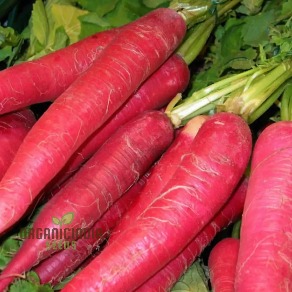 Red Radish Seeds, Fast Growing, Crisp & Flavorful Vegetable Seeds, Perfect for Home Gardening