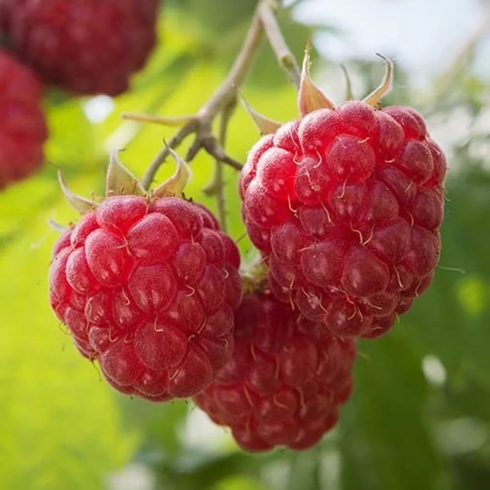 Red Raspberry Fruit Seeds