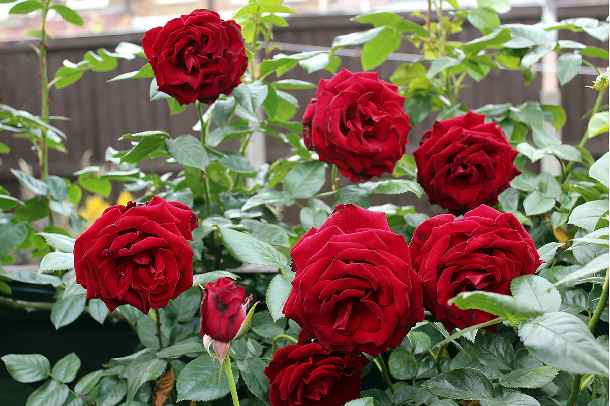 Red Rose Flower Seeds ,Classic Romantic Blooms, Easy to Grow, Non-GMO - Image 3