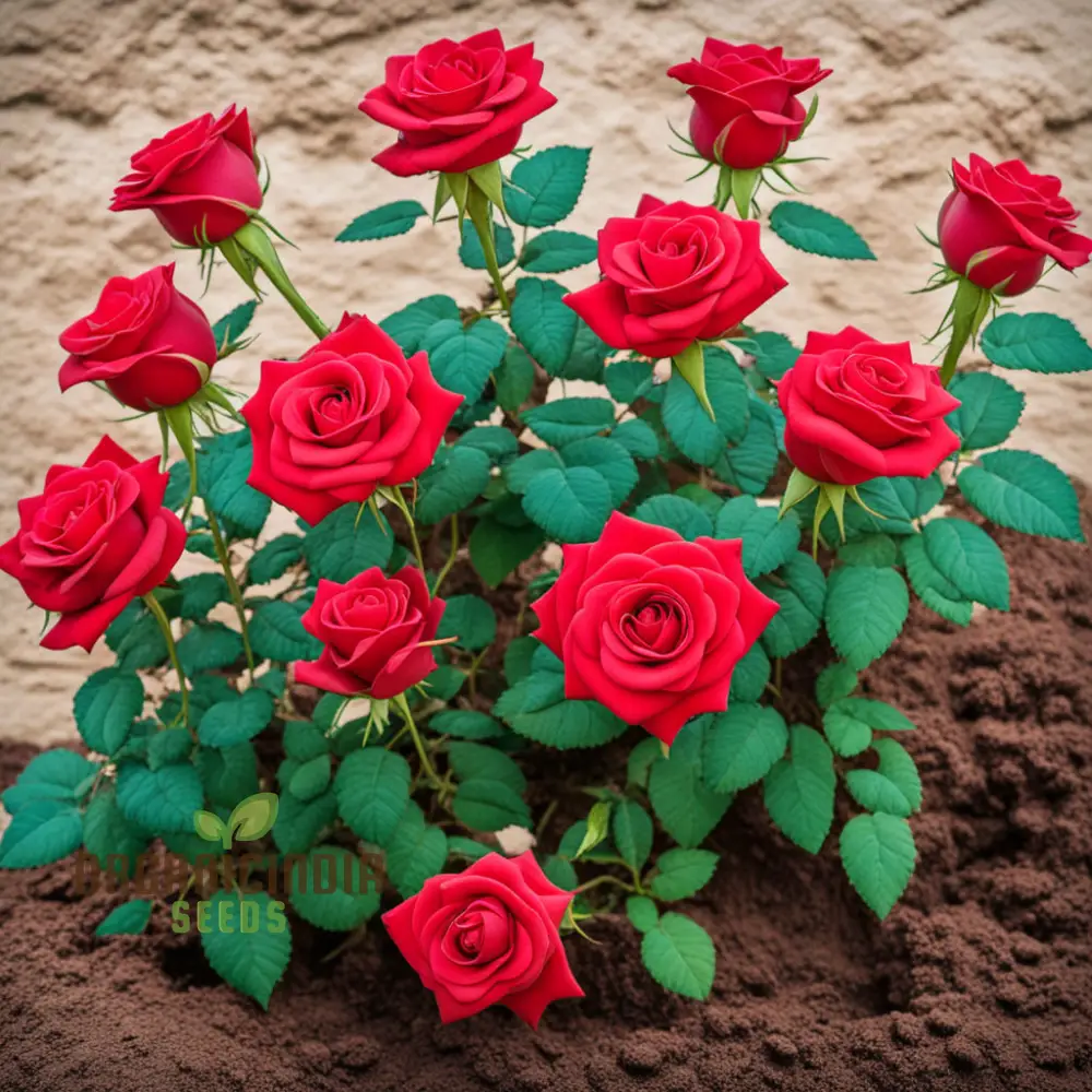 Premium Red Rose Flower Seeds - Grow Your Own Stunning Roses at Home with These High-Quality Flower Seeds for Planting and Gardening