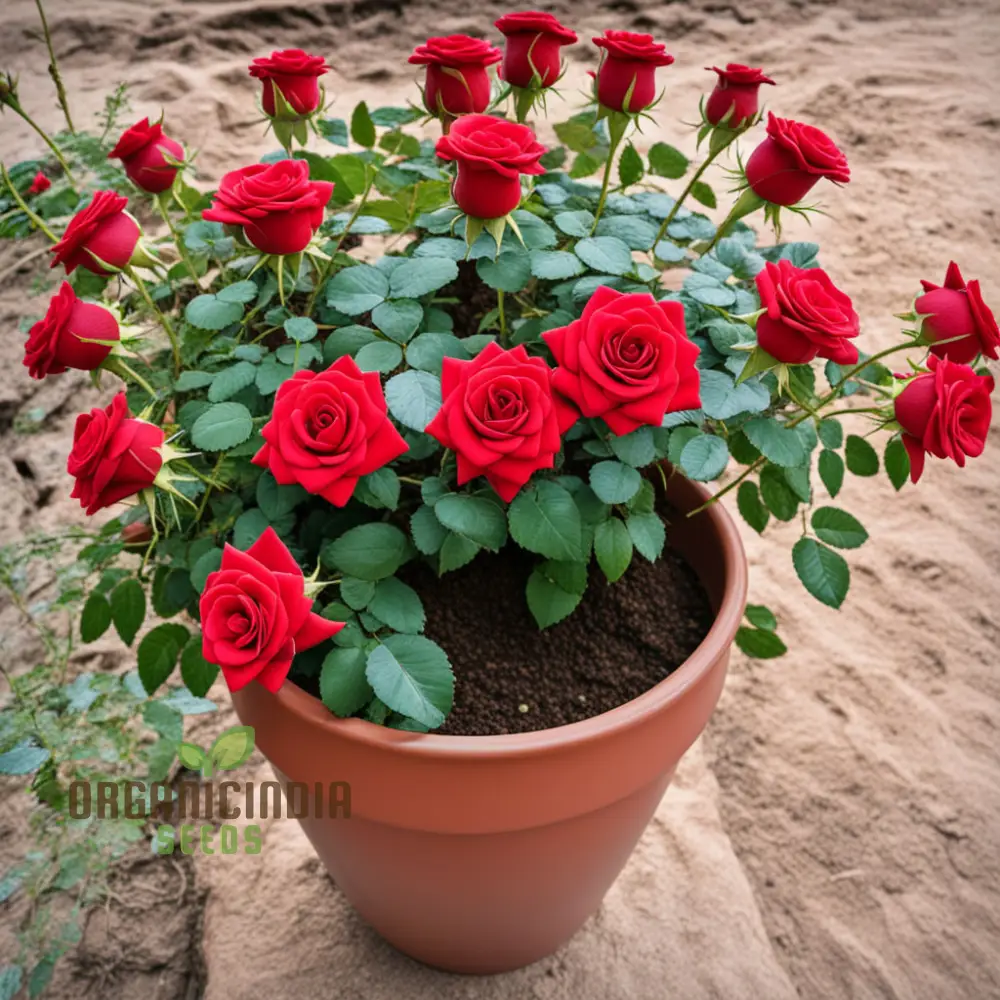 Premium Red Rose Flower Seeds - Grow Your Own Stunning Roses at Home with These High-Quality Flower Seeds for Planting and Gardening - Image 3