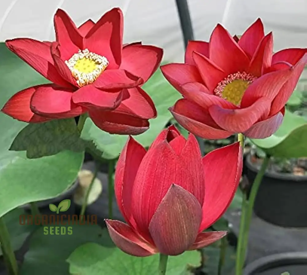 Red Rose Lotus Flower Seeds for planting Stunning Garden Blooms - Image 4