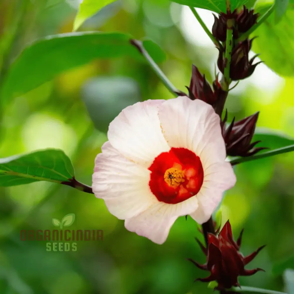 Roselle Seeds (Red Roselle Flowering Seeds) - Vibrant Blooms for Planting and Gardening