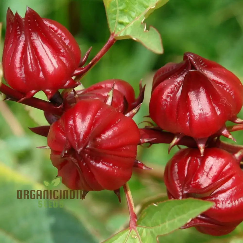 Roselle Seeds (Red Roselle Flowering Seeds) - Vibrant Blooms for Planting and Gardening - Image 3