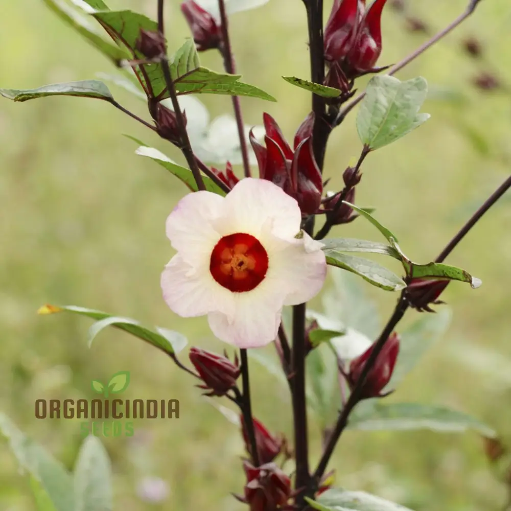Roselle Seeds (Red Roselle Flowering Seeds) - Vibrant Blooms for Planting and Gardening - Image 4