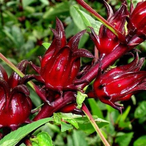 Roselle Seeds (Red Roselle Flowering Seeds) - Vibrant Blooms for Planting and Gardening - Image 6
