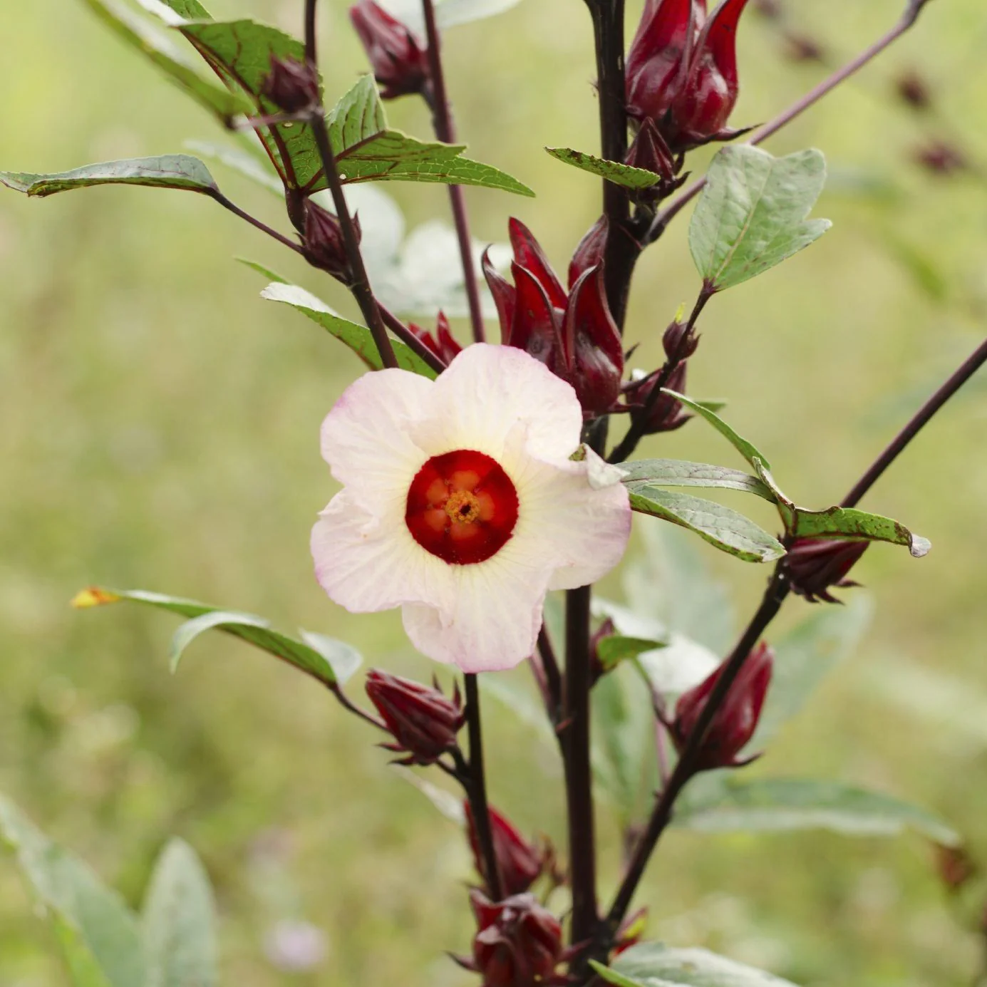 Roselle Seeds (Red Roselle Flowering Seeds) - Vibrant Blooms for Planting and Gardening - Image 7
