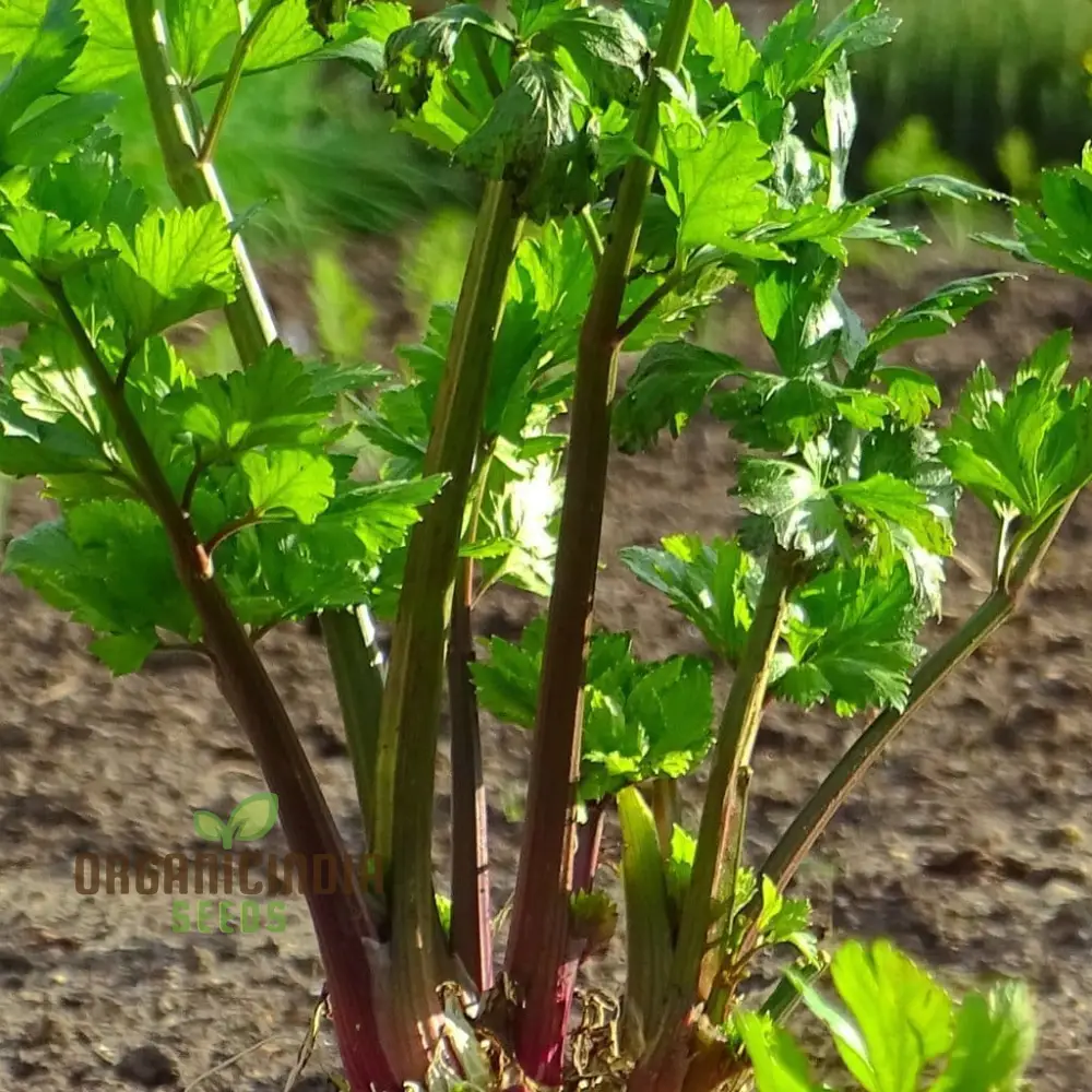 Red Soup Celery Seeds for Planting – Flavorful, Nutrient-Rich Variety for Soups & Stews