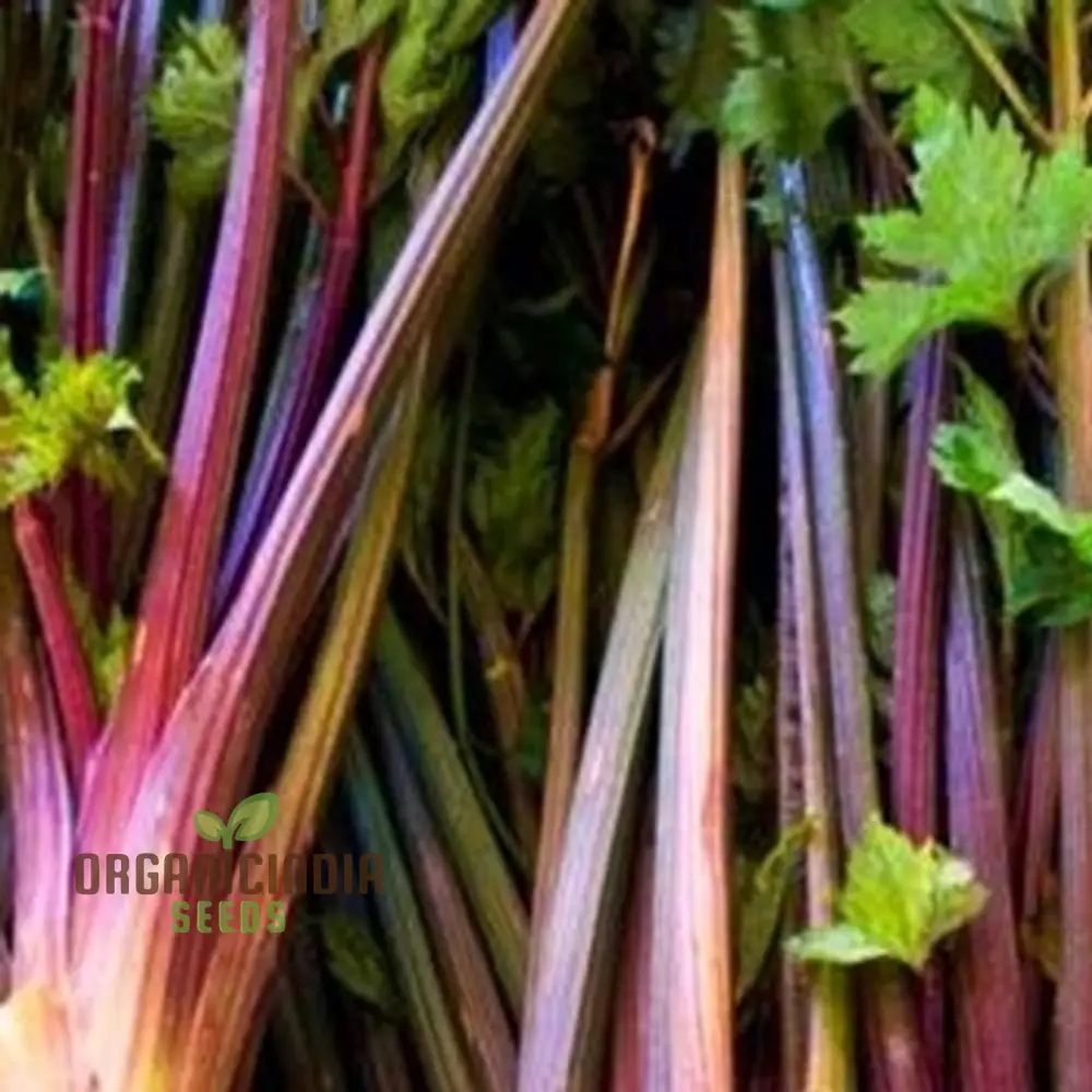 Red Soup Celery Seeds for Planting – Flavorful, Nutrient-Rich Variety for Soups & Stews - Image 3