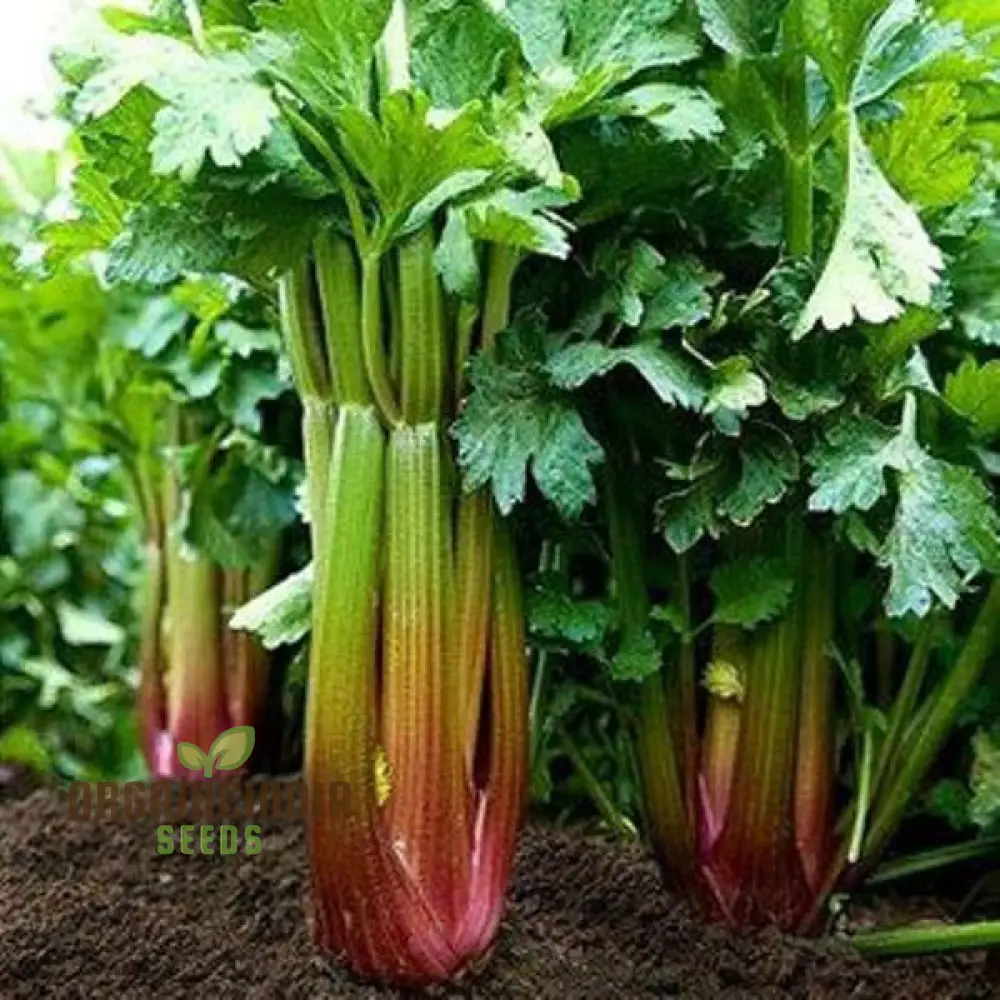Red Soup Celery Seeds for Planting – Flavorful, Nutrient-Rich Variety for Soups & Stews - Image 4