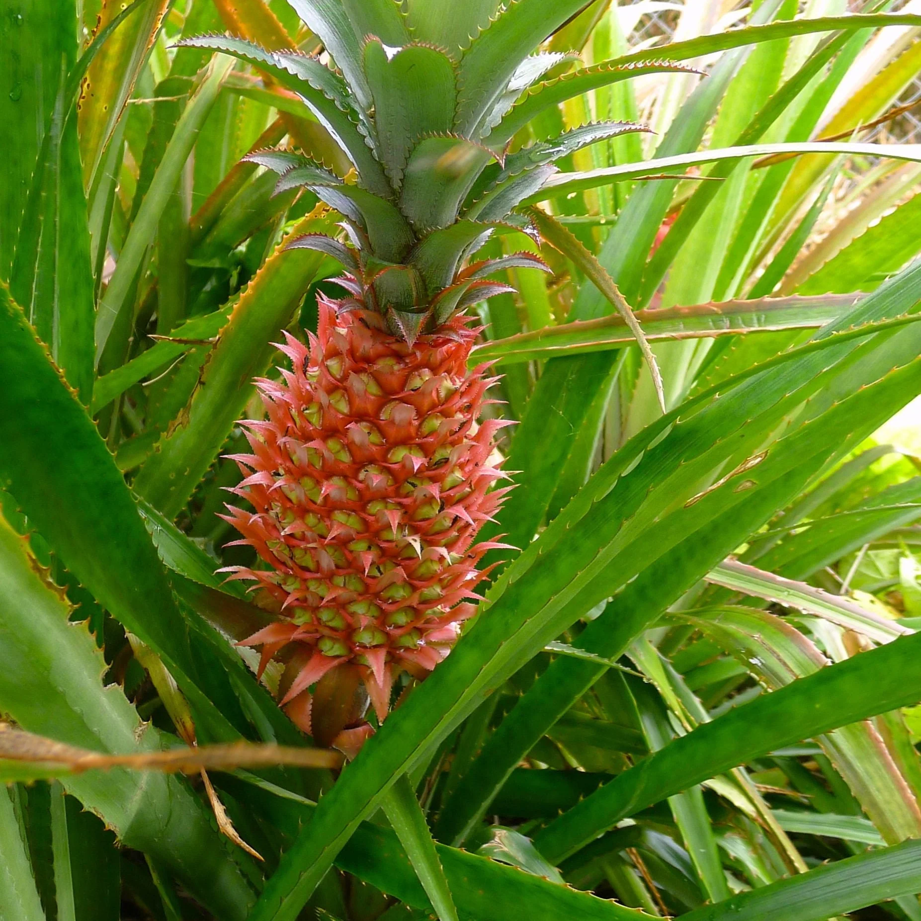 Red Spanish Pineapple Seeds for Planting – Grow Sweet & Tart Tropical Pineapples
