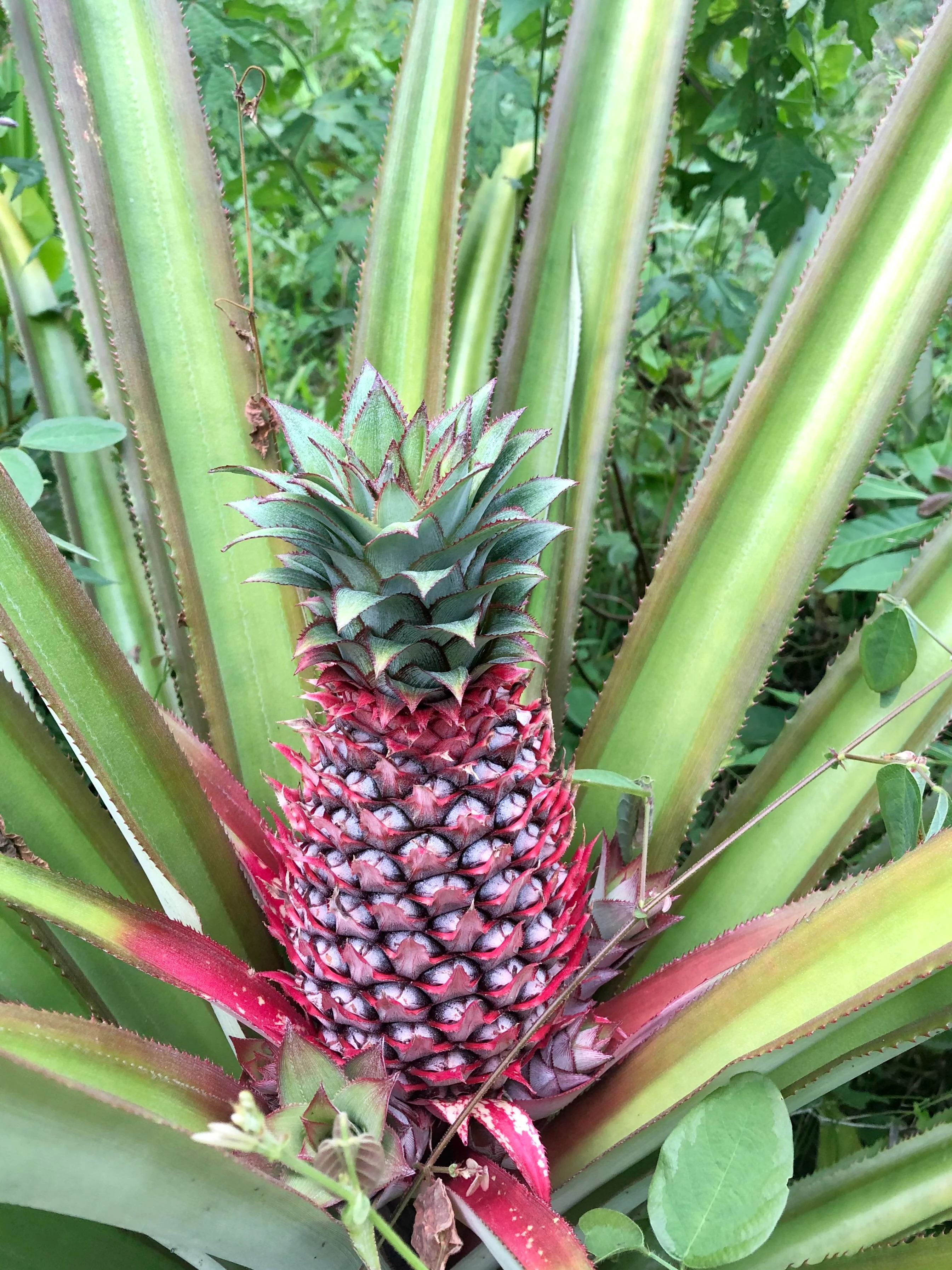 Red Spanish Pineapple Seeds for Planting – Grow Sweet & Tart Tropical Pineapples - Image 2