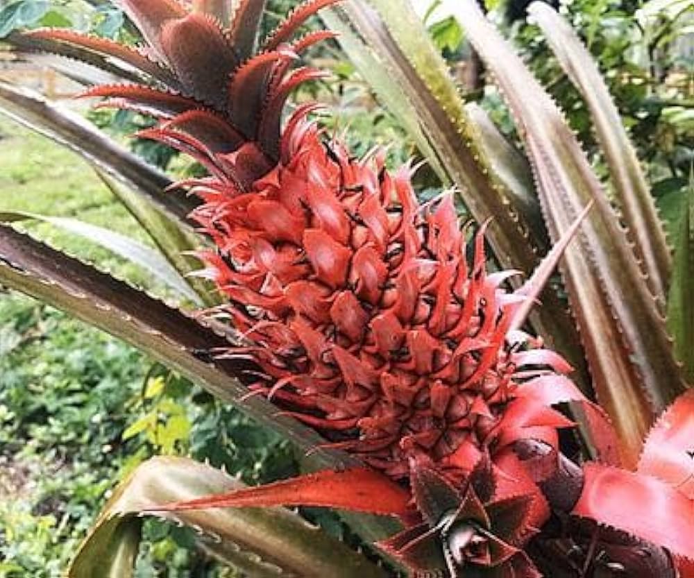 Red Spanish Pineapple Seeds for Planting – Grow Sweet & Tart Tropical Pineapples - Image 3