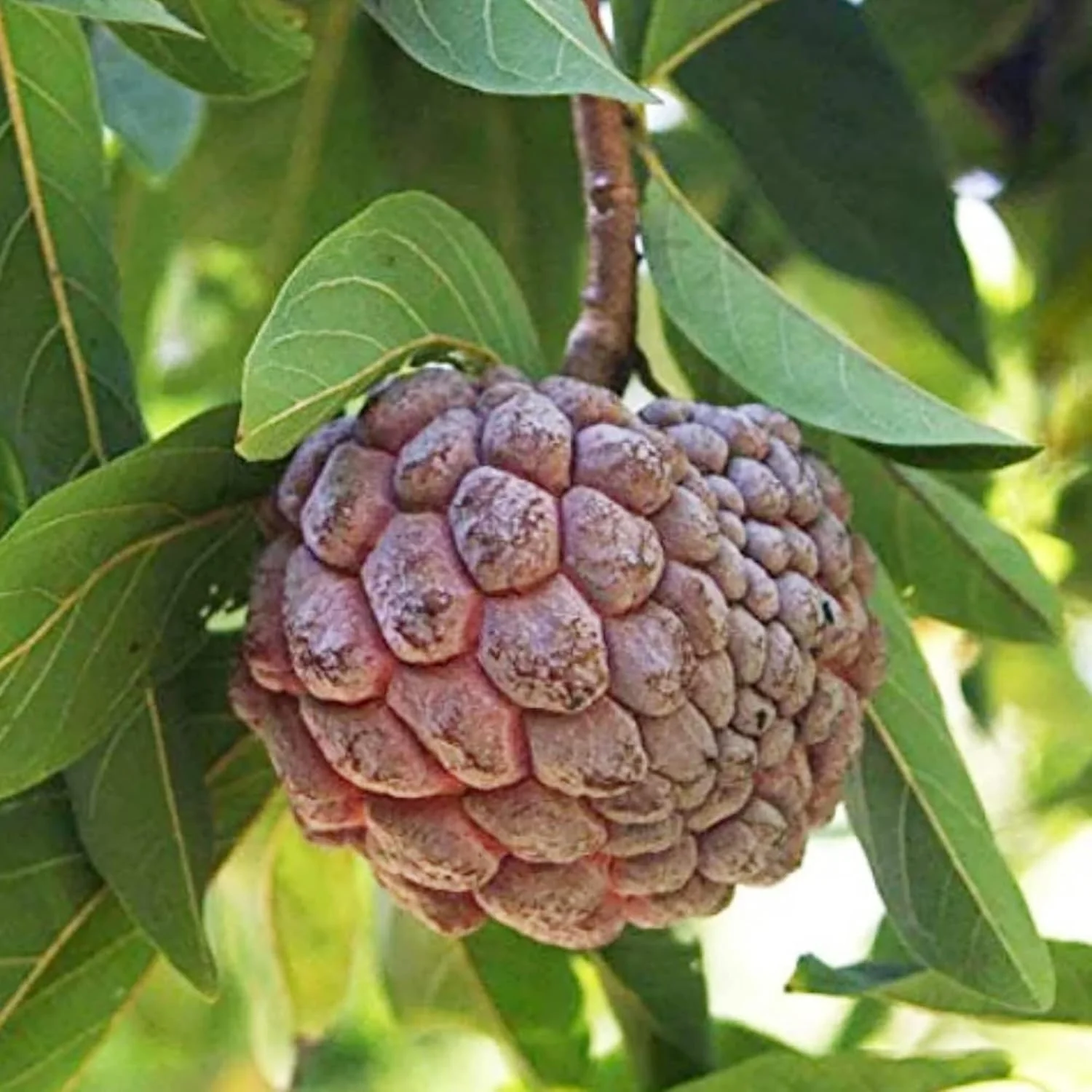 Red Sugar Apple Seeds | Sugar Apple, Sweetsop | Sweet, Custard-Like Flesh | Soft Texture & Aromatic Flavor | Ideal for Culinary Uses | 10 Pcs Seeds - Image 3
