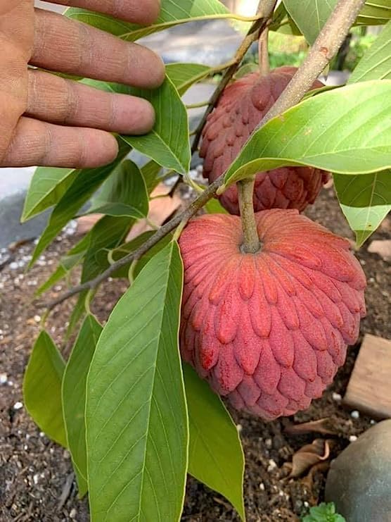 Red Sugar Apple Seeds | Sugar Apple, Sweetsop | Sweet, Custard-Like Flesh | Soft Texture & Aromatic Flavor | Ideal for Culinary Uses | 10 Pcs Seeds - Image 4