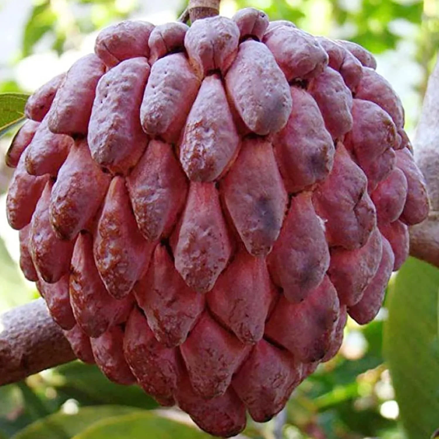 Red Sugar Apple Seeds | Sugar Apple, Sweetsop | Sweet, Custard-Like Flesh | Soft Texture & Aromatic Flavor | Ideal for Culinary Uses | 10 Pcs Seeds - Image 5