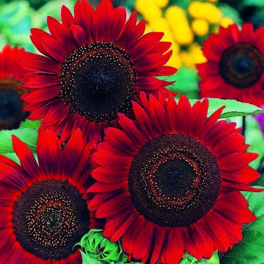Red Sunflower Seeds – Striking Crimson Blooms for Gardens & Cut Flowers - Image 2