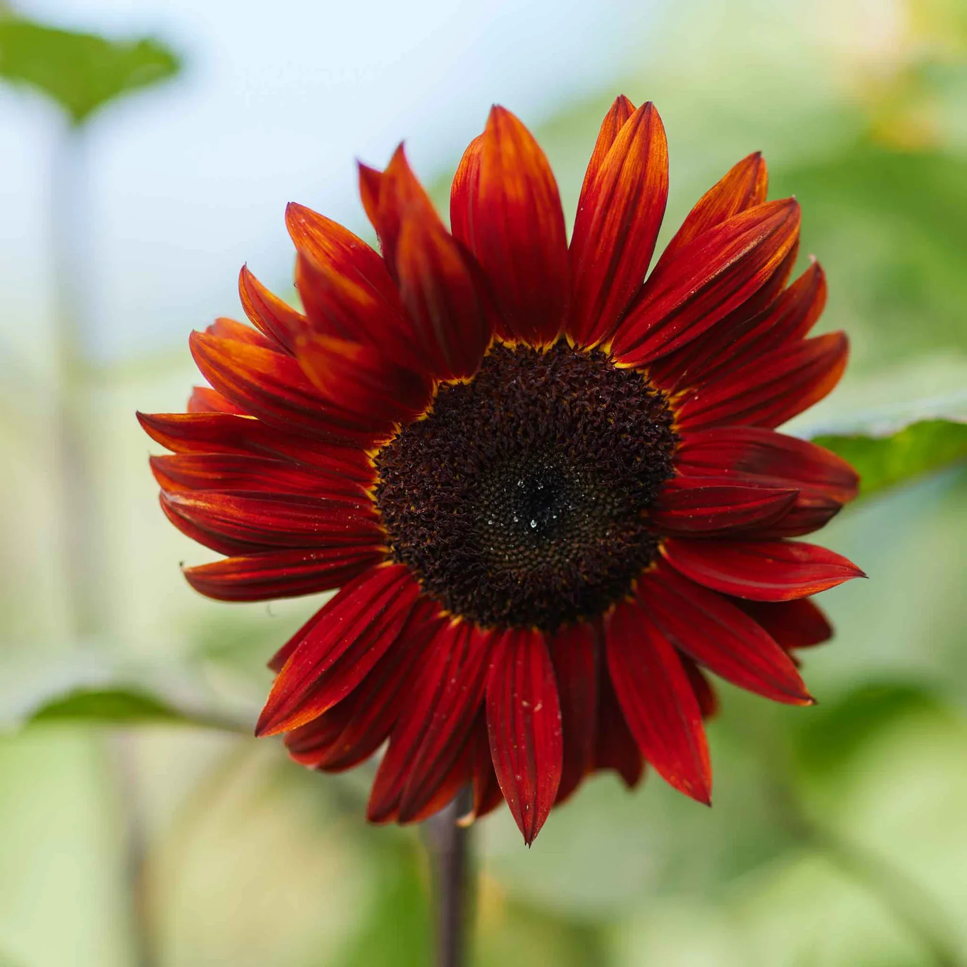 Red Sunflower Seeds – Striking Crimson Blooms for Gardens & Cut Flowers - Image 3