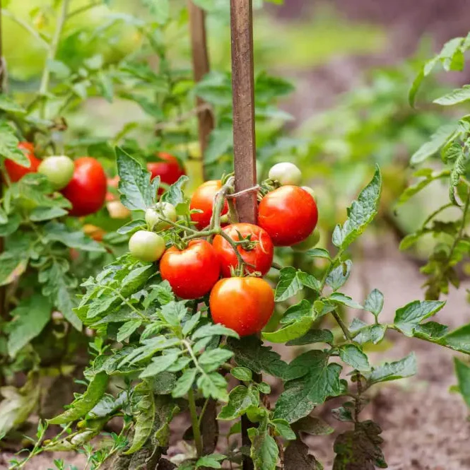 Organic Red Tomato Seeds For Planting, Grow Your Own Flavorful Garden Tomatoes