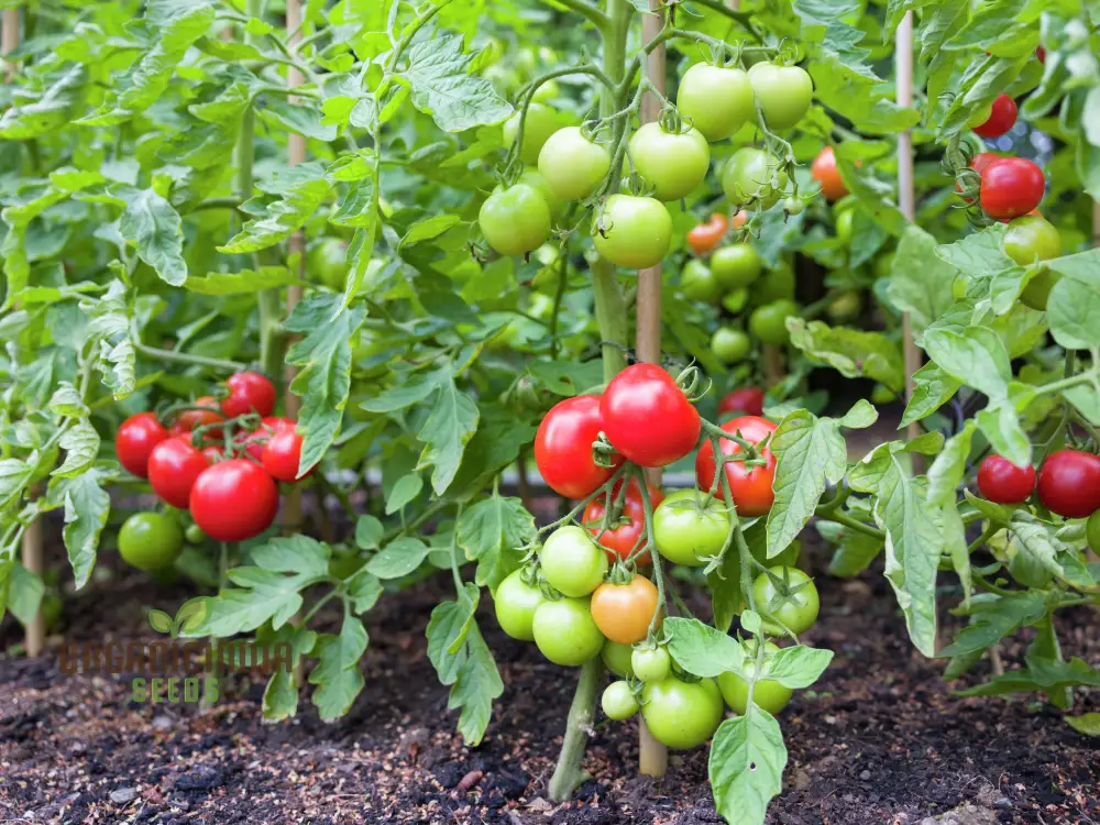 Organic Red Tomato Seeds For Planting, Grow Your Own Flavorful Garden Tomatoes - Image 3