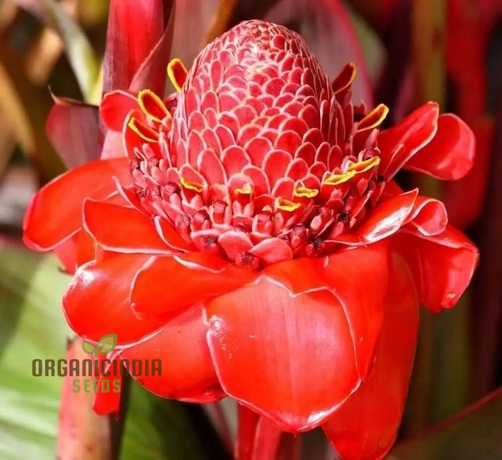 Red Torch Ginger Flower Seeds - 50 Seeds Pack for Sowing in Home Garden | All Season Plant Seeds for Gardening Enthusiasts