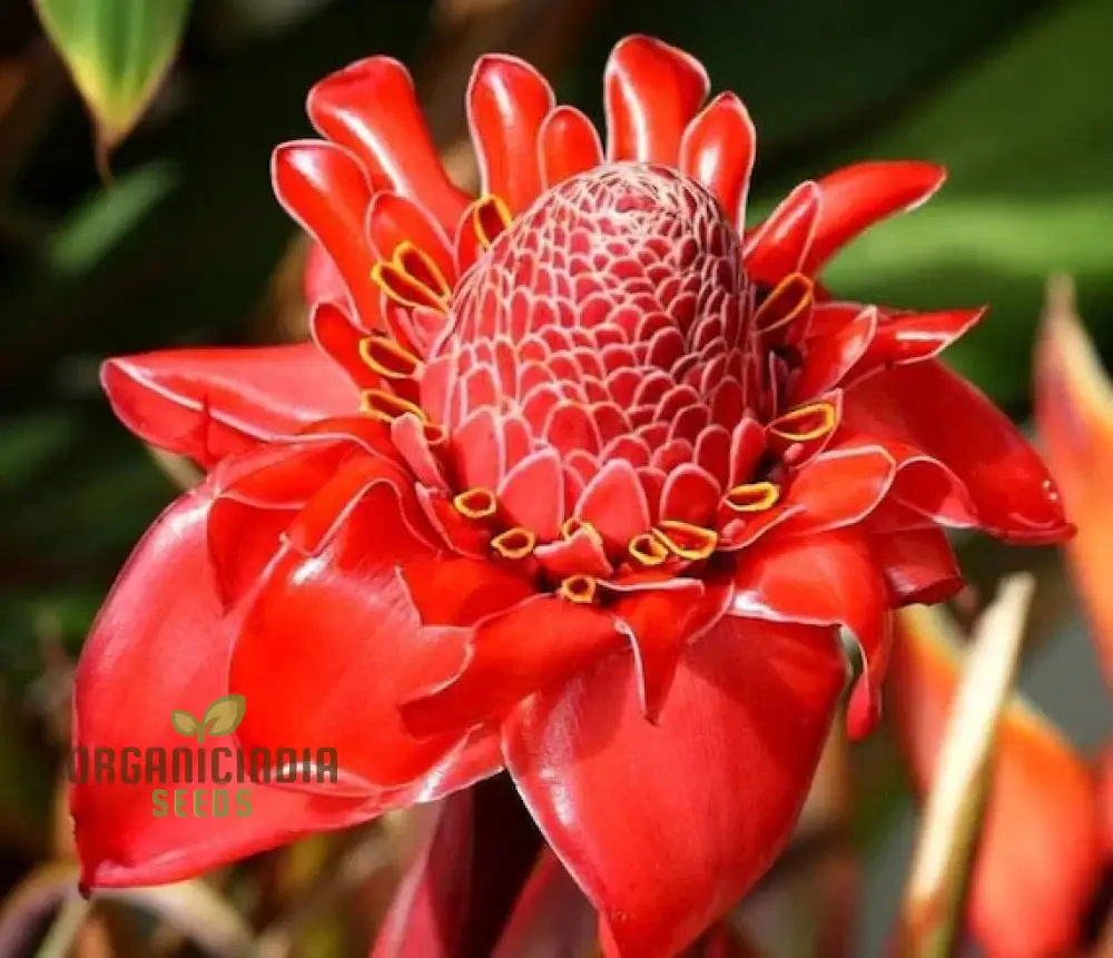 Red Torch Ginger Flower Seeds - 50 Seeds Pack for Sowing in Home Garden | All Season Plant Seeds for Gardening Enthusiasts - Image 3