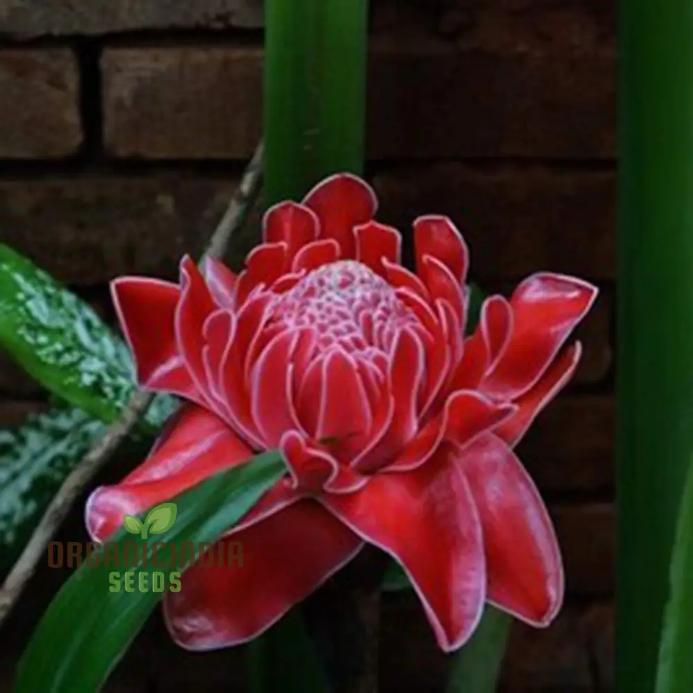 Red Torch Ginger Flower Seeds - 50 Seeds Pack for Sowing in Home Garden | All Season Plant Seeds for Gardening Enthusiasts - Image 4