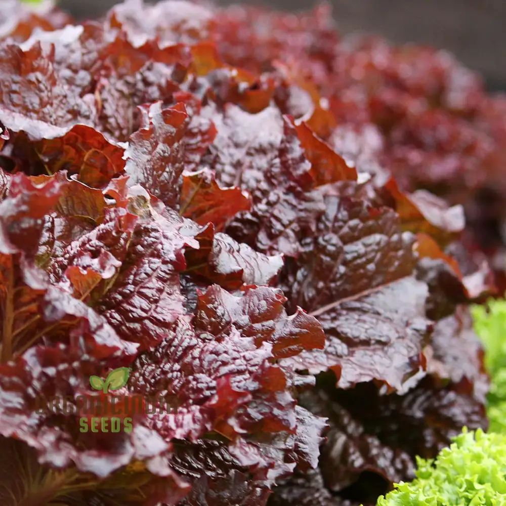 Red Velvet Lettuce Seeds - Grow Your Own Vibrant Garden Delight! - Image 3
