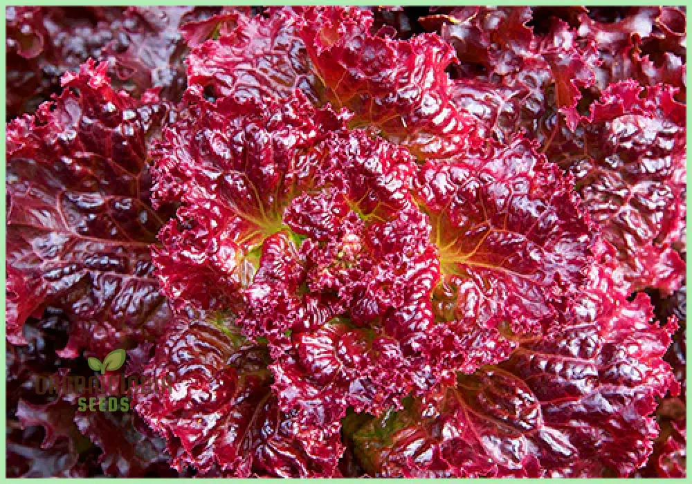Red Velvet Lettuce Seeds - Grow Your Own Vibrant Garden Delight! - Image 4