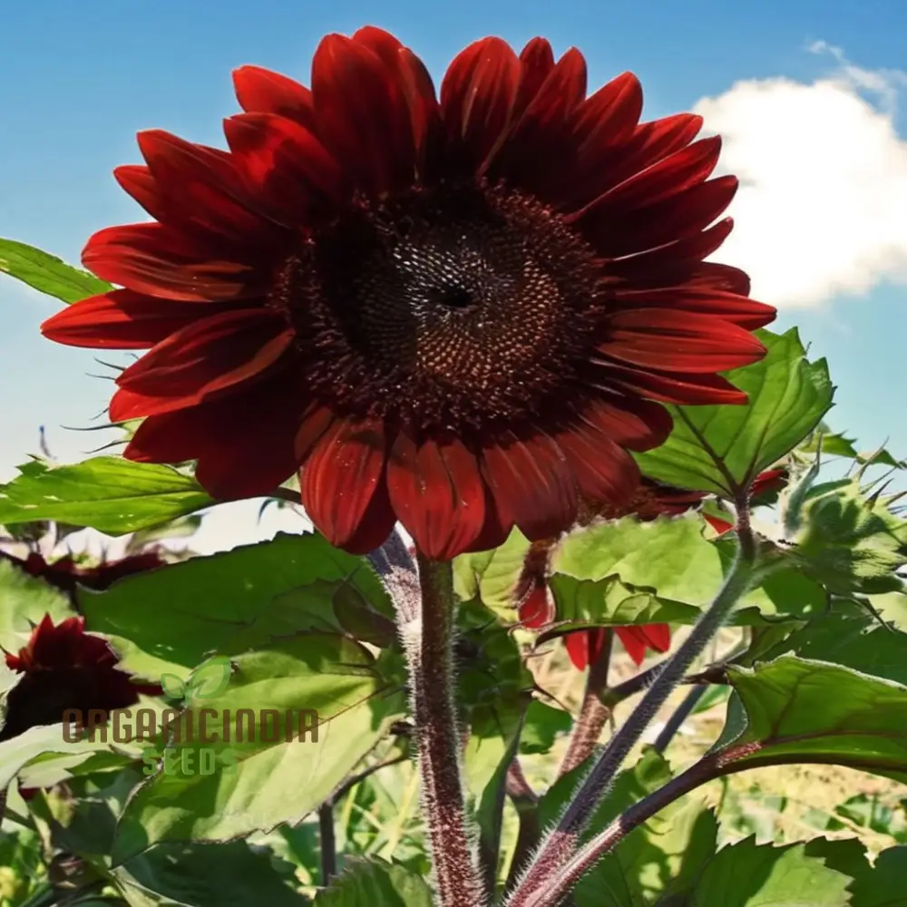 Red Velvet Queen Sunflower Seeds - Majestic Blooms for Bold and Brilliant Garden Displays - Image 3