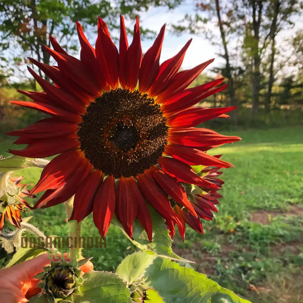 Red Velvet Queen Sunflower Seeds - Majestic Blooms for Bold and Brilliant Garden Displays - Image 4
