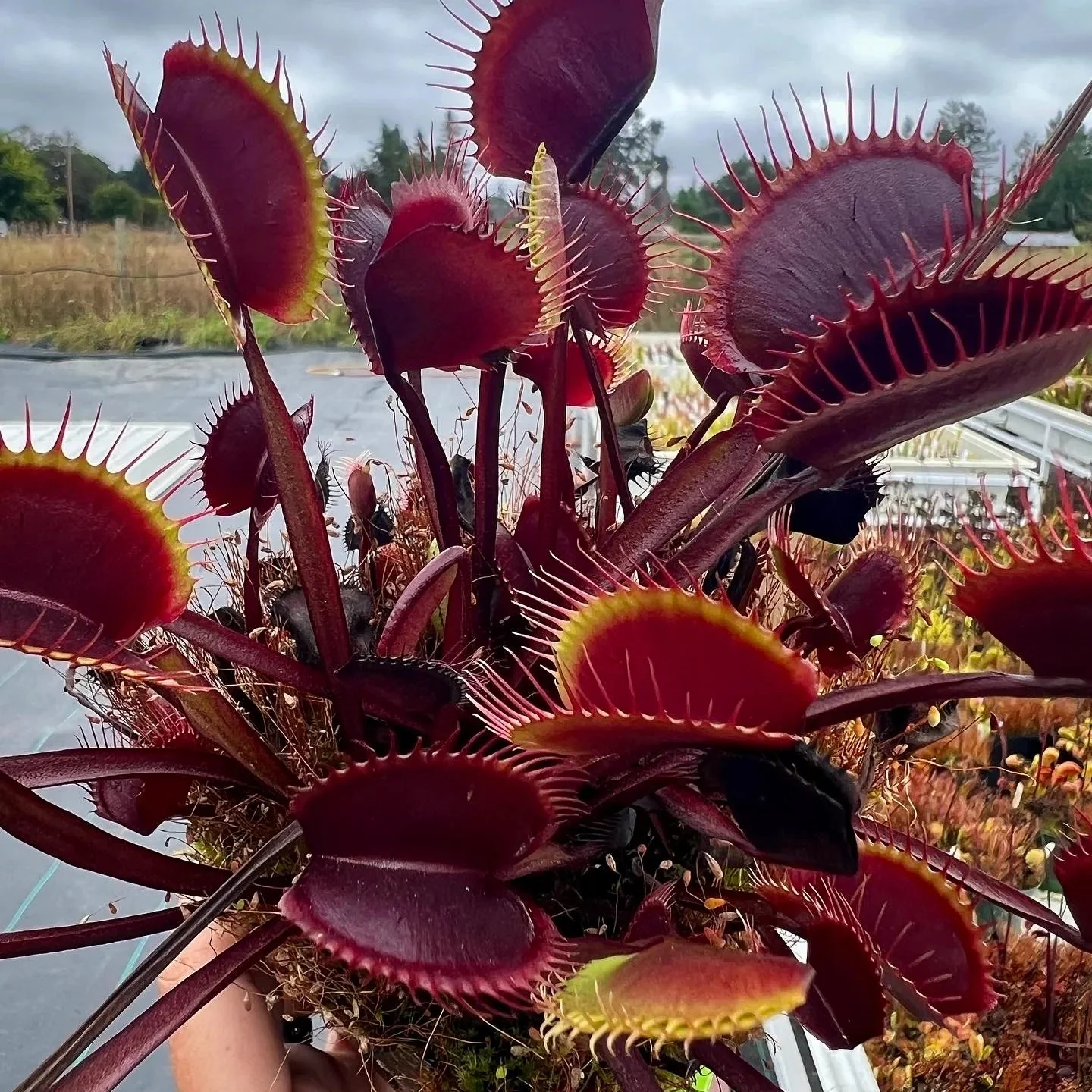 Red Venus Flytrap Seeds – Rare Dionaea Muscipula Red Variety for Home & Garden