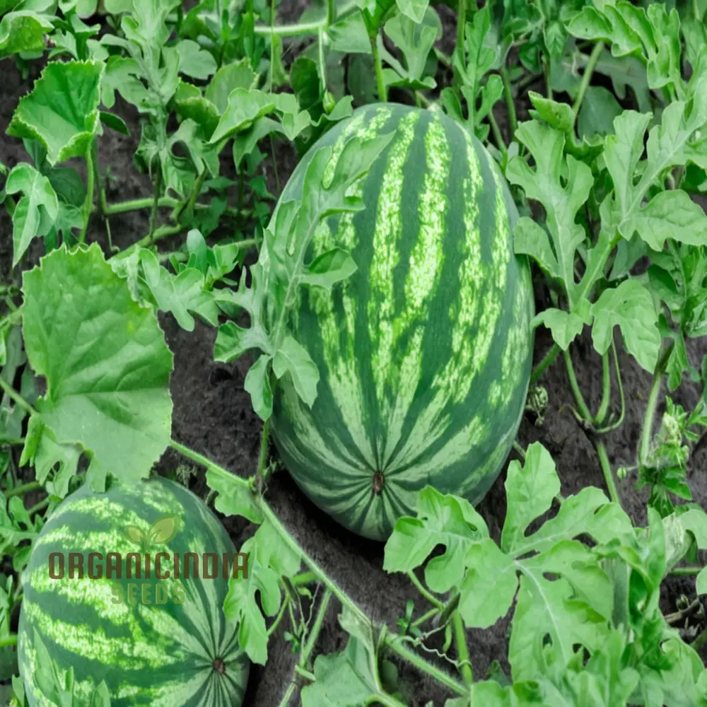 Red Watermelon Fruit Seeds for Planting, Cultivate Your Garden with Juicy and Fresh Fruit Seeds