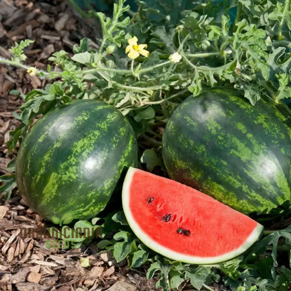 Red Watermelon Fruit Seeds for Planting, Cultivate Your Garden with Juicy and Fresh Fruit Seeds - Image 3