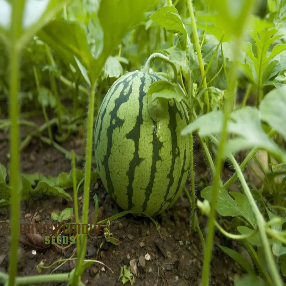 Red Watermelon Fruit Seeds for Planting, Cultivate Your Garden with Juicy and Fresh Fruit Seeds - Image 4