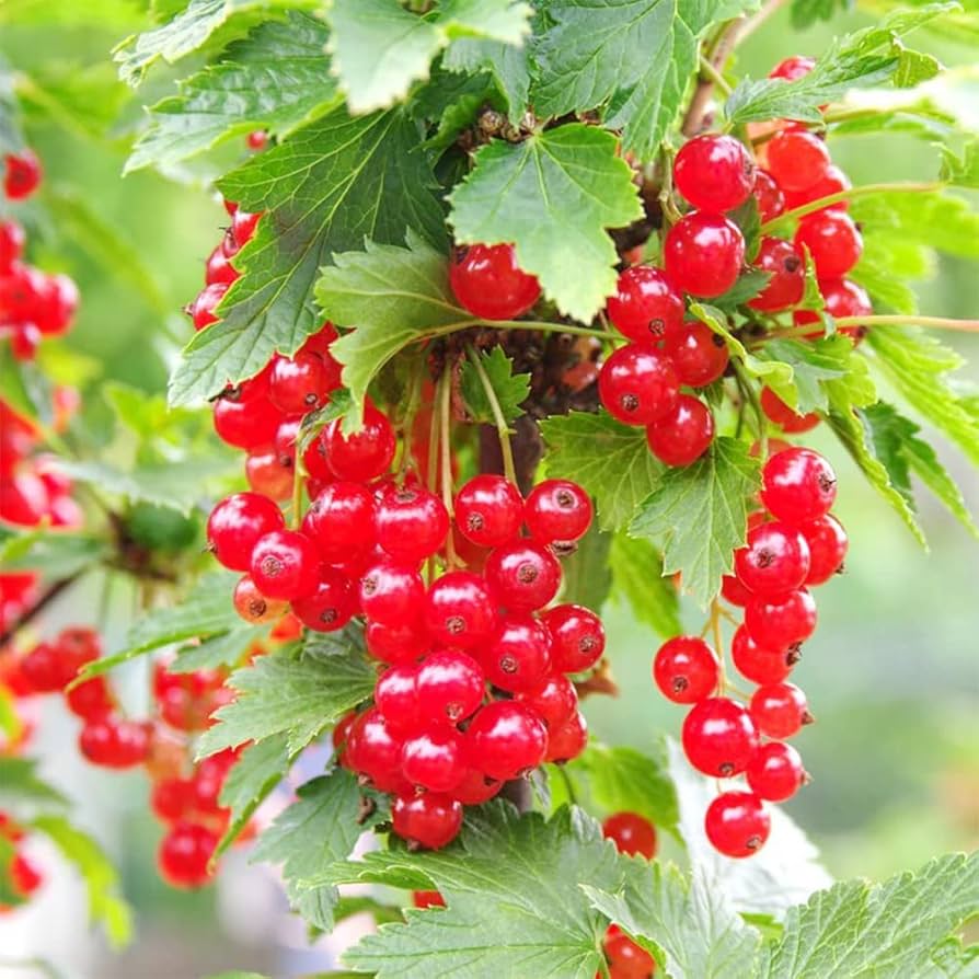 Red Wax Currant Fruit Seeds