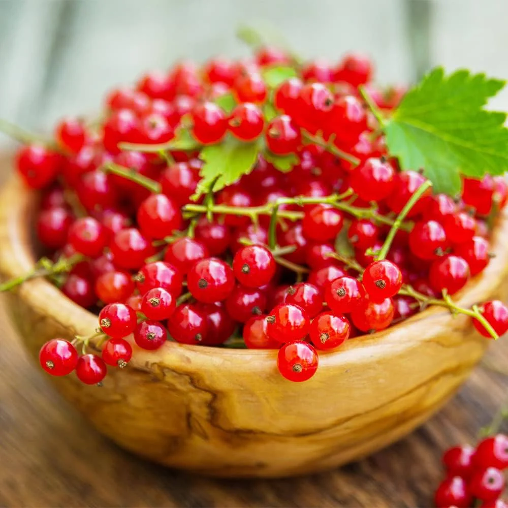 Red Wax Currant Fruit Seeds - Image 3