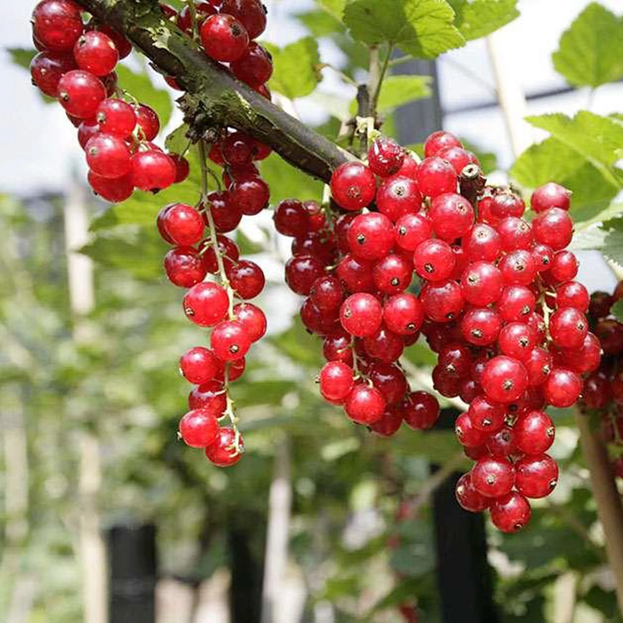 Red Wax Currant Fruit Seeds - Image 4