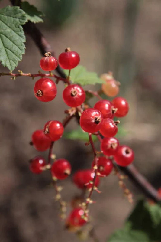 Red Wax Currant Fruit Seeds - Image 5