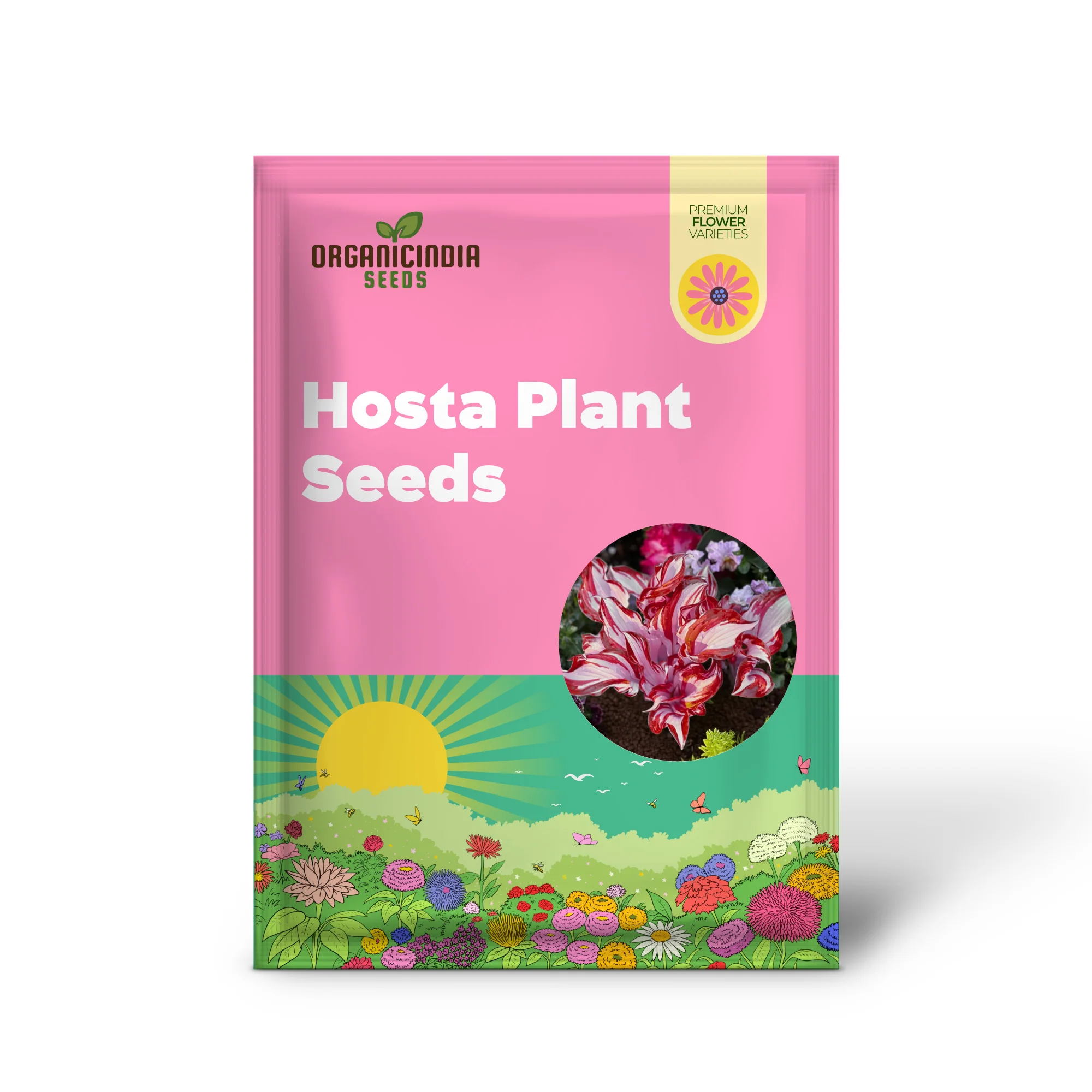 Red And White Hosta Seeds And Shade Loving Perennial with Wavy Red Edges And White Inner Leaves, Perfect for Elegant Garden Borders, Hardy in Zones - Image 2