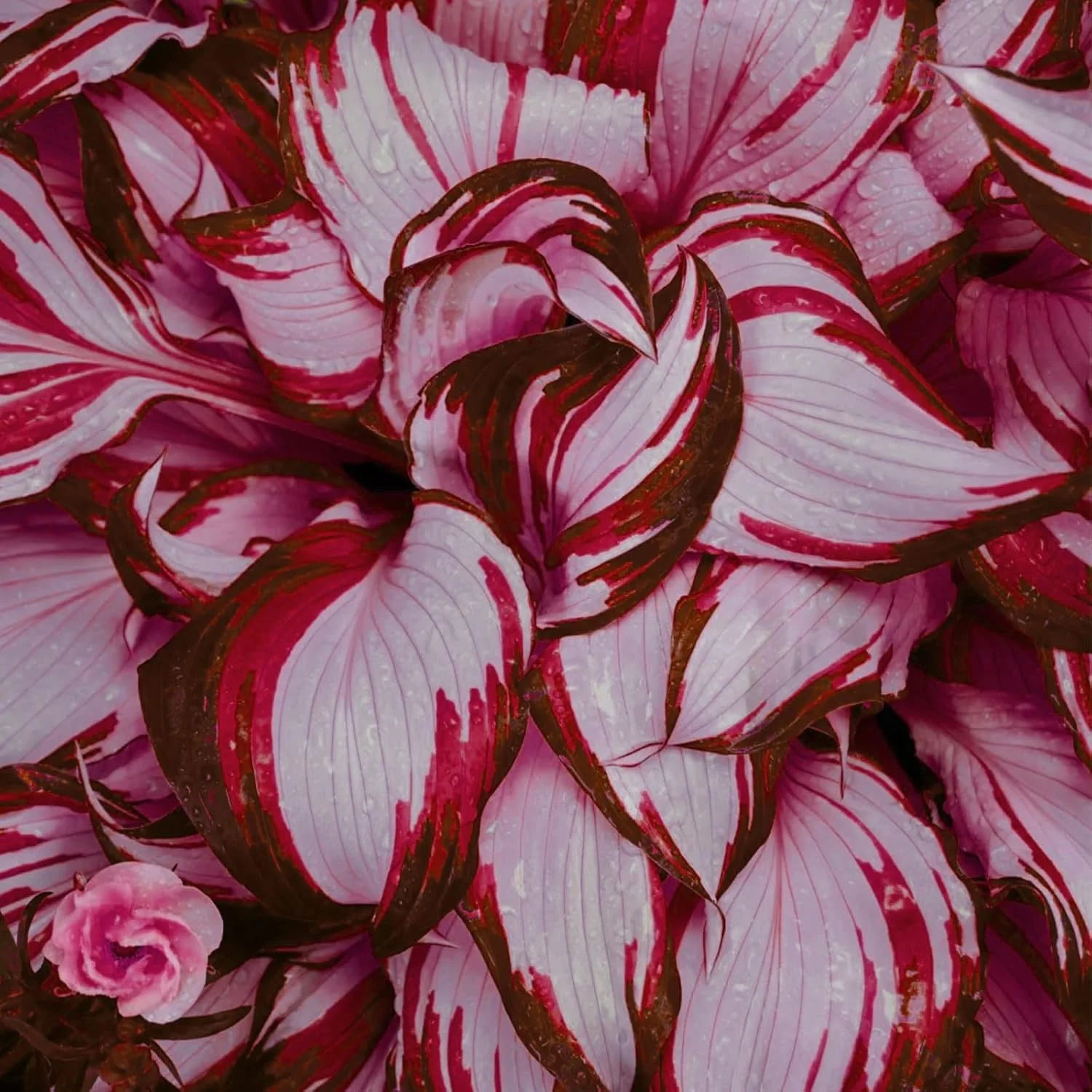 Red And White Hosta Seeds And Shade Loving Perennial with Wavy Red Edges And White Inner Leaves, Perfect for Elegant Garden Borders, Hardy in Zones - Image 3
