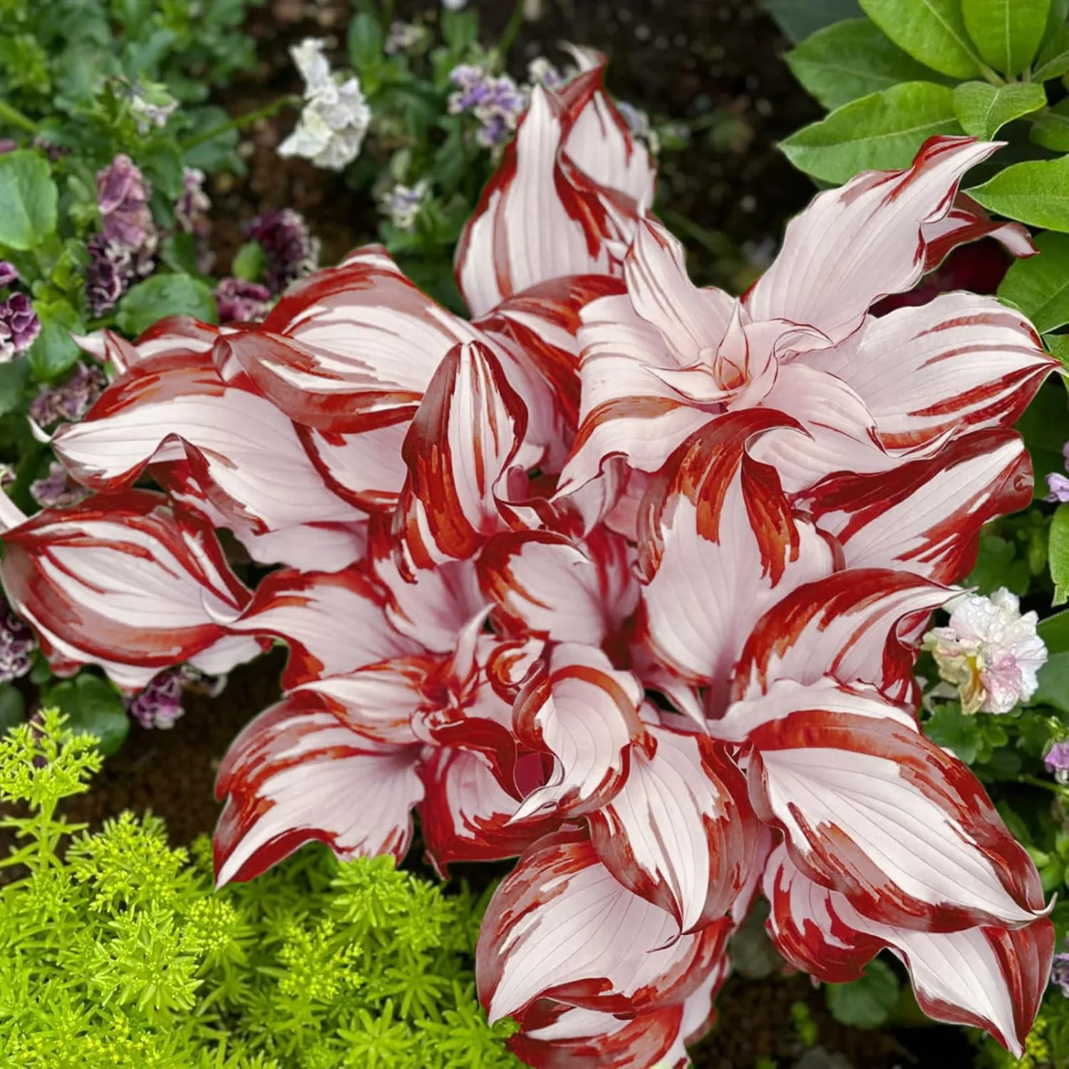 Red And White Hosta Seeds And Shade Loving Perennial with Wavy Red Edges And White Inner Leaves, Perfect for Elegant Garden Borders, Hardy in Zones - Image 5