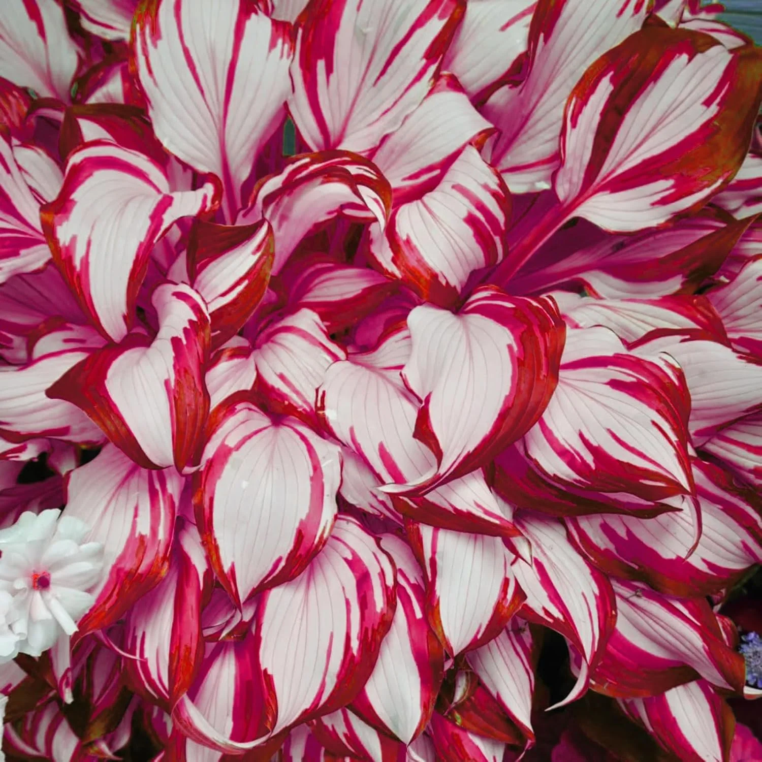 Red And White Hosta Seeds And Shade Loving Perennial with Wavy Red Edges And White Inner Leaves, Perfect for Elegant Garden Borders, Hardy in Zones - Image 6