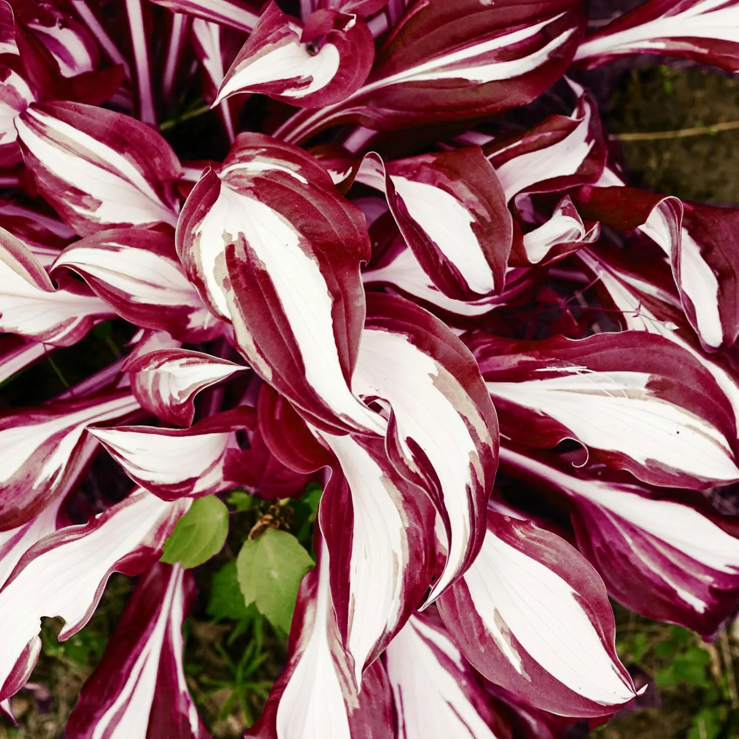 Red And White Hosta Seeds And Shade Loving Perennial with Wavy Red Edges And White Inner Leaves, Perfect for Elegant Garden Borders, Hardy in Zones - Image 7