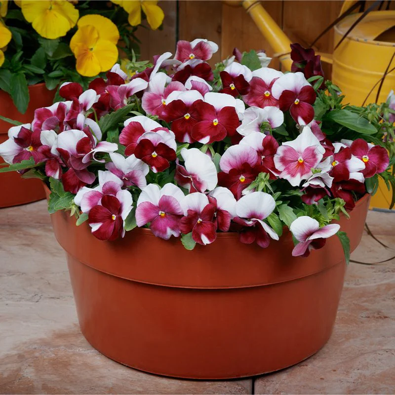 Red & White Pansy Flower Seeds , Striking Bi-Color Blooms, Non-GMO