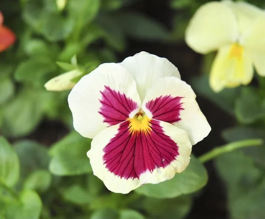 Red & White Pansy Flower Seeds , Striking Bi-Color Blooms, Non-GMO - Image 2